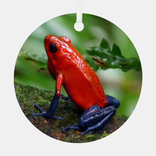 Red & Blue Poison Dart Frog Metal Tree Decoration (Front)
