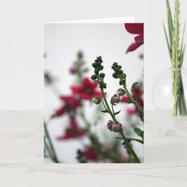 Red blur Diascia 1 Floral Photography Card (Front)