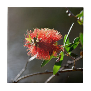 RED BOTTLE BRUSH FLOWER CALLISTEMON AUSTRALIA TILE