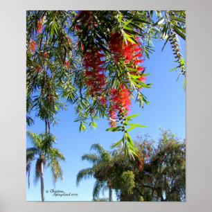 Red Bottle Brush tree Tropical Poster