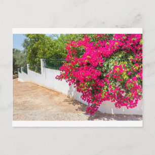 Red bougainville flowers blooming on white wall.JP Postcard