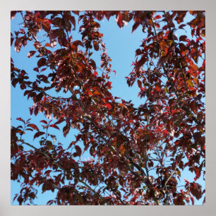 red branches under the blue sky poster