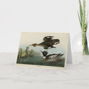 Red-breasted Merganser, Audubon's Birds of America Card