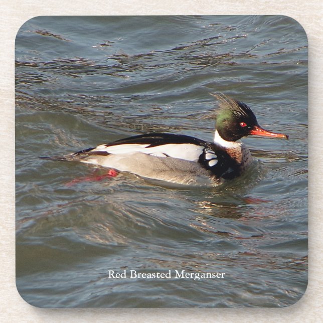 Red Breasted Merganser coaster (Front)
