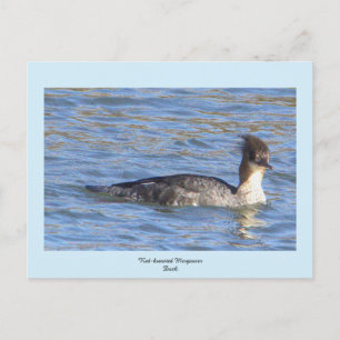 Red-breasted Merganser Duck Postcard