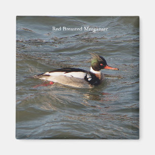 Red Breasted Merganser magnet
