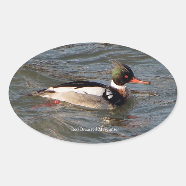 Red Breasted Merganser sticker (Front)