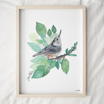 Red Breasted Nuthatch Bird Art Poster