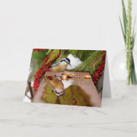 Red-breasted Nuthatch