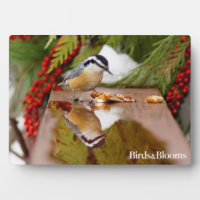 Red-breasted Nuthatch