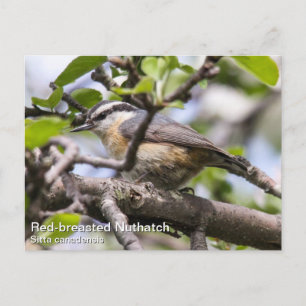 Red-breasted Nuthatch Postcard