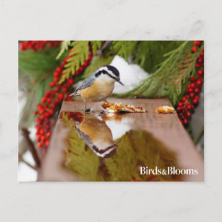 Red-breasted Nuthatch Postcard
