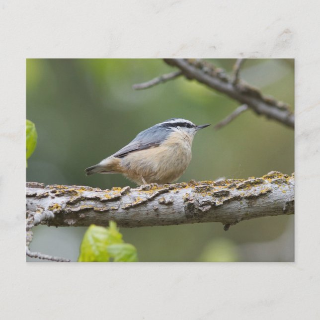 Red Breasted Nuthatch Postcard (Front)