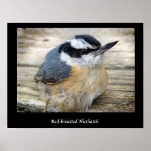 Red-breasted Nuthatch Poster