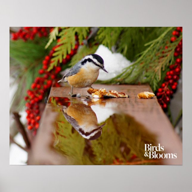 Red-breasted Nuthatch Poster (Front)