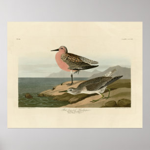 Red-breasted Sandpiper, Audubon's Birds of America Poster