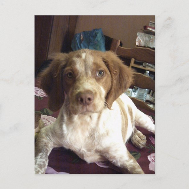 Red Brittany Spaniel puppy dog postcard épagneul (Front)
