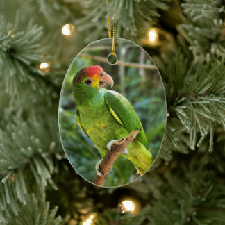 Red Browed Amazon Parrot Ceramic Tree Decoration