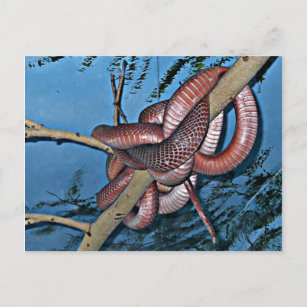 Red brown coiled poisonous snakes postcard