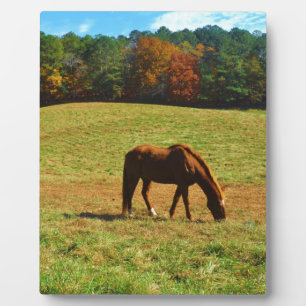 Red Brown horse in the  autumn trees Plaque
