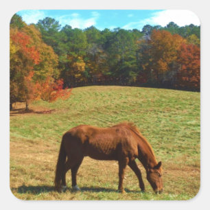 Red  Brown horse, Teal Blue sky Square Sticker