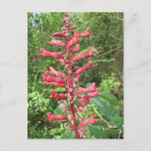 Red Buckeye Postcard