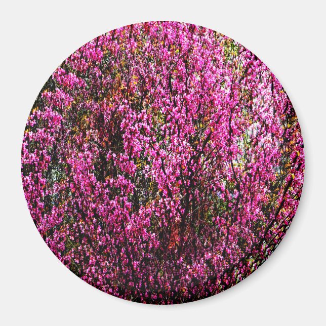 Red bud flowers...... magnet (Front)