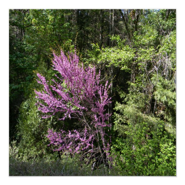 Red Bud tree in the Spring... Poster (Front)