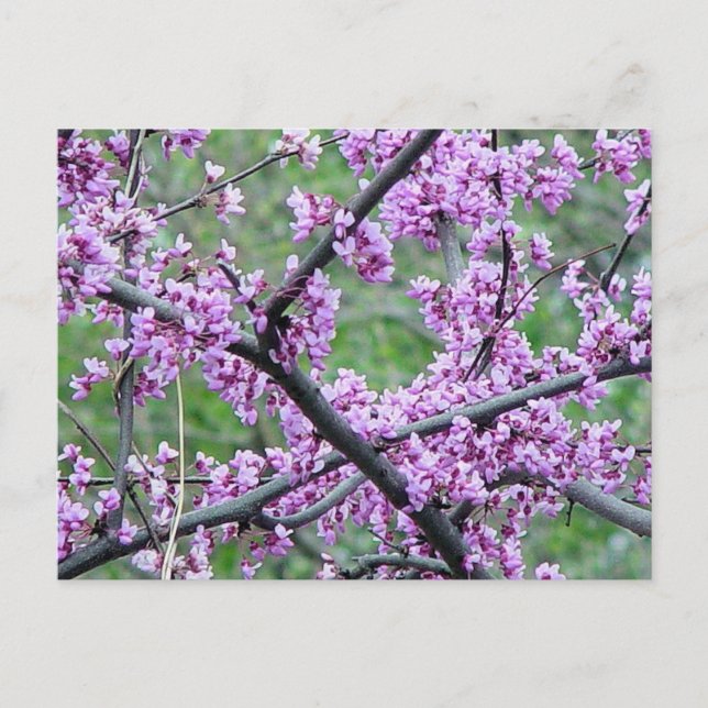 Red Bud Tree Postcard (Front)