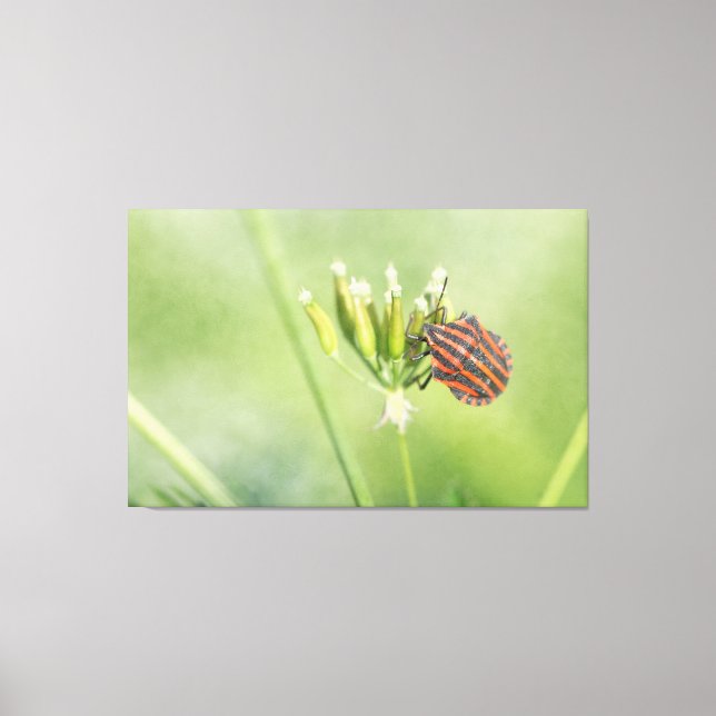 Red Bug - One More Bottle Does Not Hurt Canvas Print (Front)