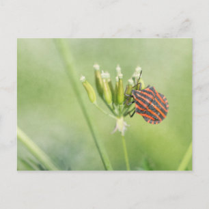 Red Bug - One More Bottle Does Not Hurt Postcard