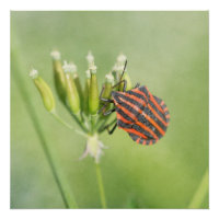 Red Bug - One More Bottle Does Not Hurt