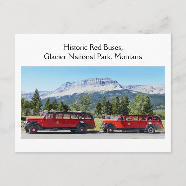 Red Buses, Glacier National Park, Montana Postcard (Front)