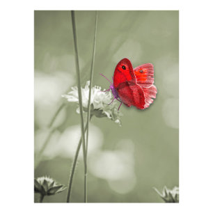 Red butterfly photo print