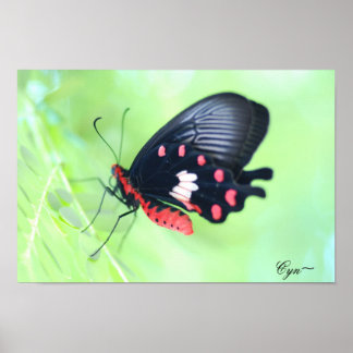 Red Butterfly,                                 ... Poster