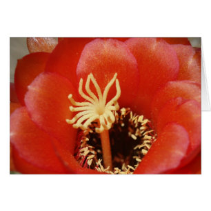 Red cactus bloom