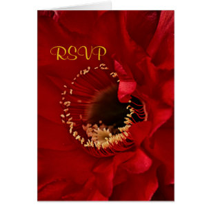 Red Cactus flower in bloom RSVP