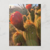Red Cactus Flowers Sunset