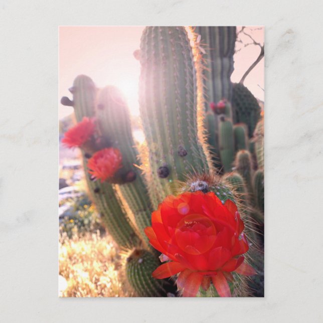 Red Cactus Flowers Sunset Postcard (Front)