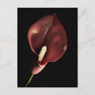 Red Calla - Postcard