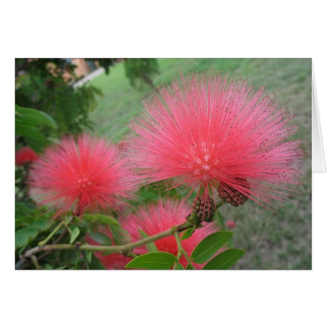 Red  calliandra (Front Horizontal)
