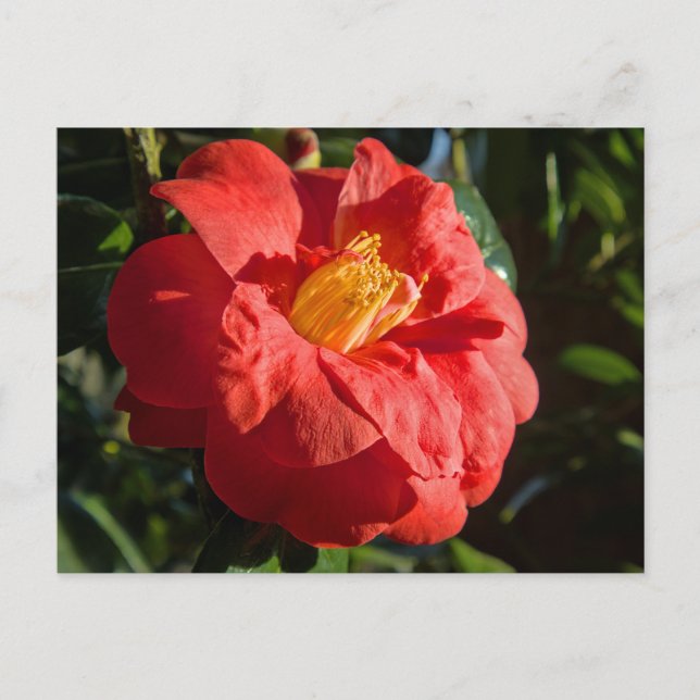 Red Camelia. Bute Park, Cardiff, Wales Postcard (Front)