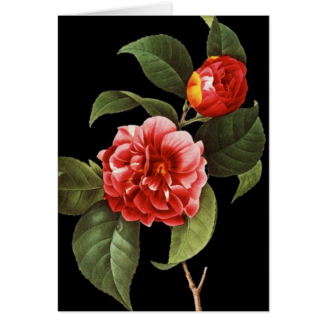 Red Camellia, 1833 (Front)