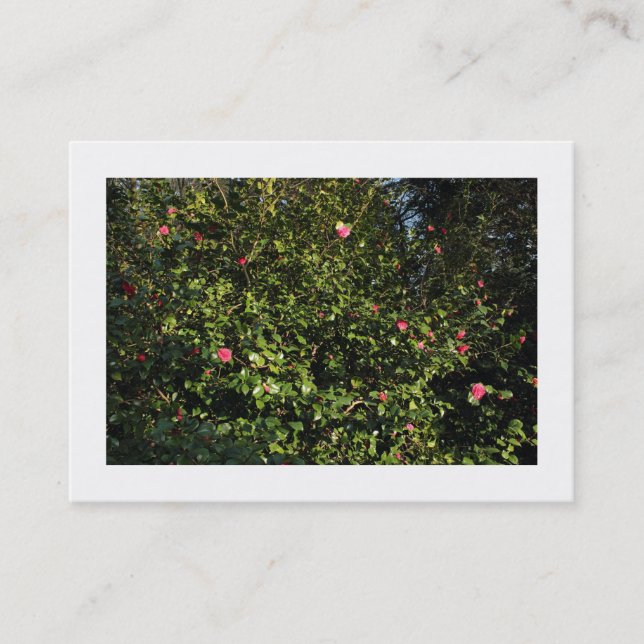 Red Camellia Bush (Bordered) Business Card (Front)