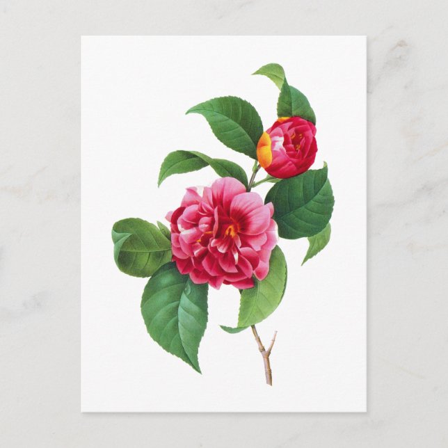 Red Camellia by Pierre Joseph Redoute Postcard (Front)
