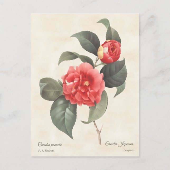 Red Camellia Japonica Vintage Botanical Postcard (Front)