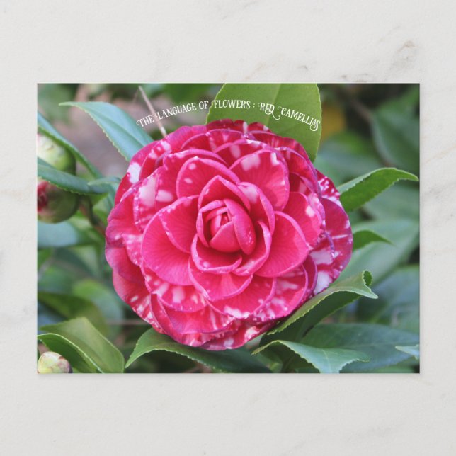Red Camellia Postcard (Front)