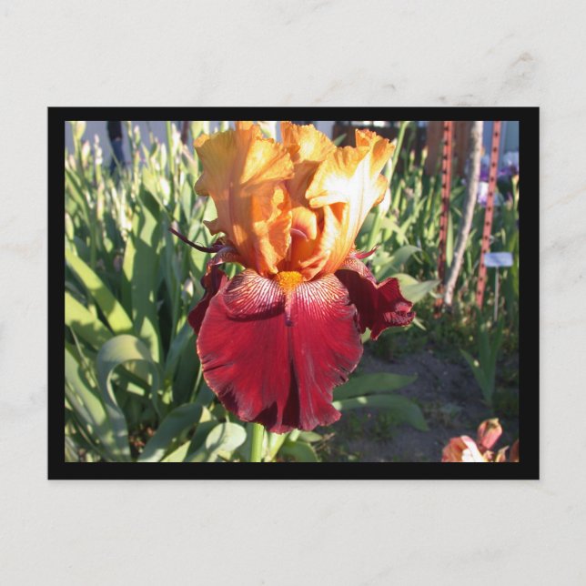 Red Canyon Glow Postcard (Front)