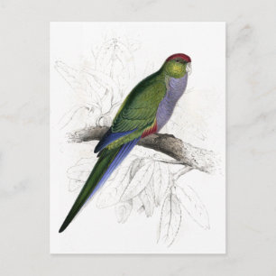 Red-Capped Parrakeet (Female) by Edward Lear Postcard
