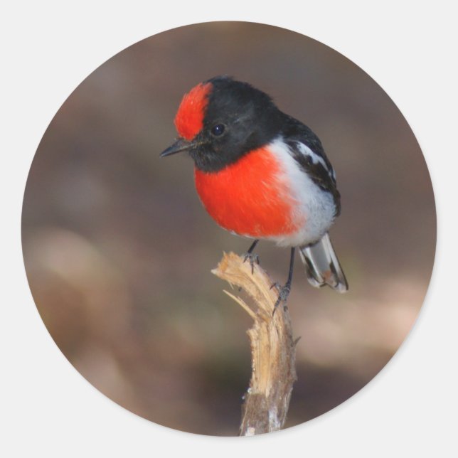 Red-capped Robin Classic Round Sticker (Front)